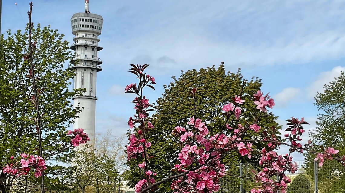 Bild von Schulzentrum im Campus am Turm Regionale Schule mit Grundschule und Schule mit dem Förderschwerpunkt Lernen